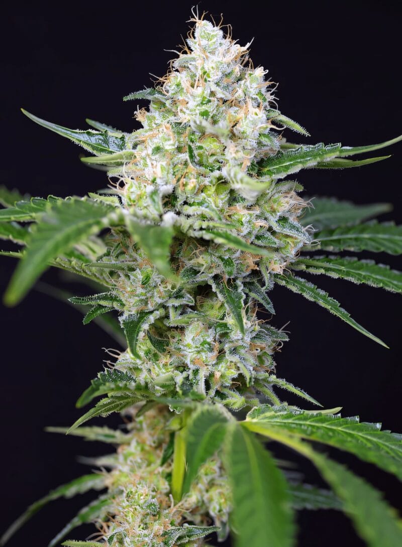 CrystalCandyF1Fast_3StkFeminisiert_SweetSeeds-1