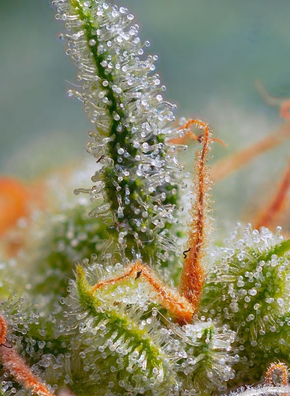 crystal-candy-auto
