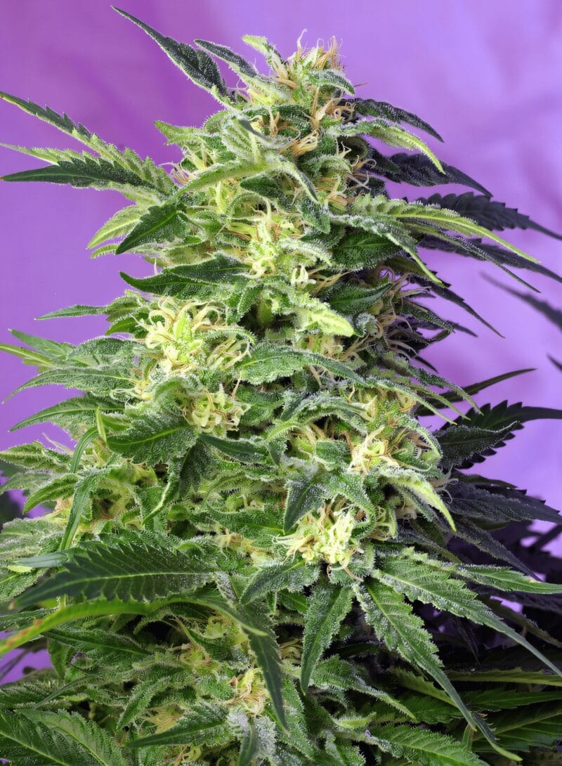 KillerKush_3StkAuto_SweetSeeds-1
