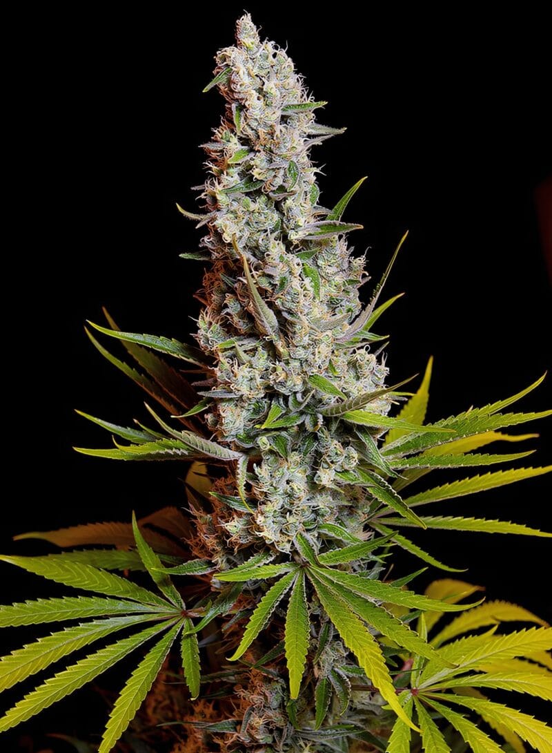 SweetCheese_3StkFeminisiert_SweetSeeds-1