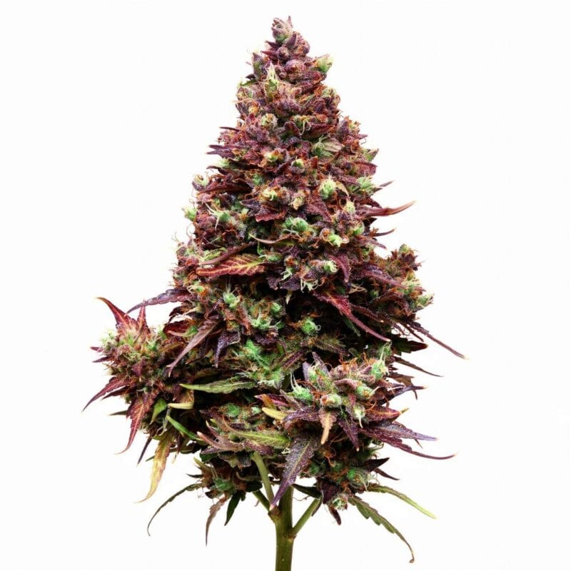 cream-caramel-3stk-feminisiert-sweet-seeds__13003__01.webp