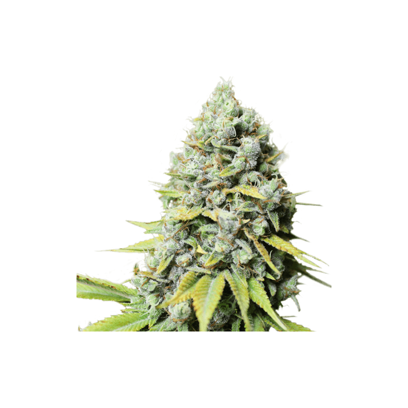 kosher-haze
