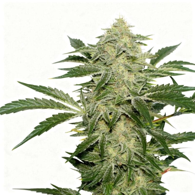 creamy-kees-regular-12stk-super-sativa-seed-club__13012__01.webp