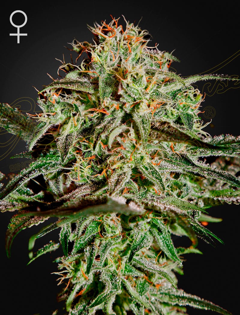 A.M.S., 3Stk Feminisiert, Green House Seeds GHS-AMS-F-3-1