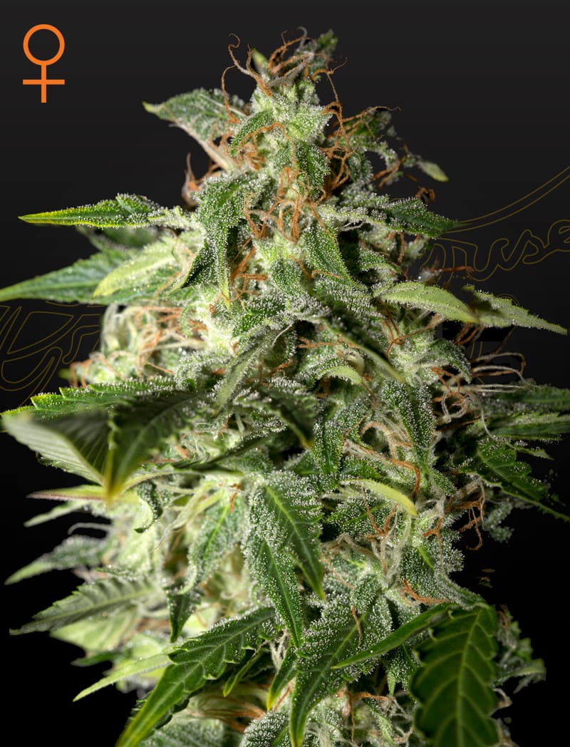 Afgooey, 3Stk Feminisiert, Green House Seeds GHS-AFG-F-3-1