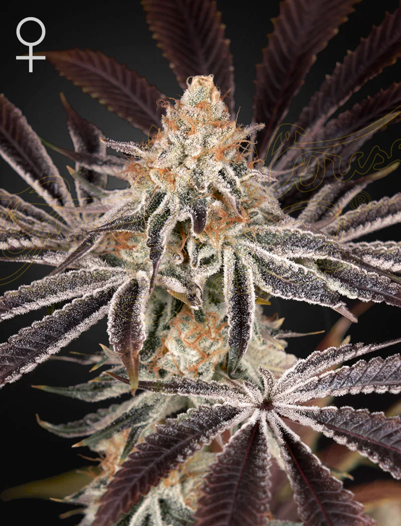 Dark Phoenix, 3Stk Feminisiert, Green House Seeds GHS-DAP-F-3-1