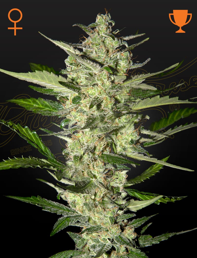 Flowerbomb Kush, 3Stk Feminisiert, Green House Seeds GHS-FLK-F-3-1
