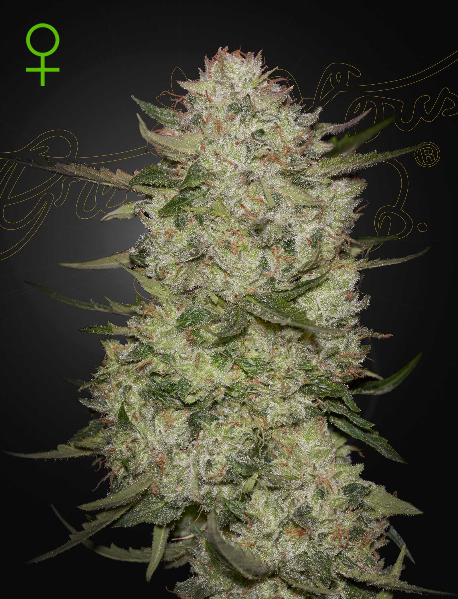 HighCloudZ, 1Stk Autoflowering, Green House Seeds HighCloudzAuto