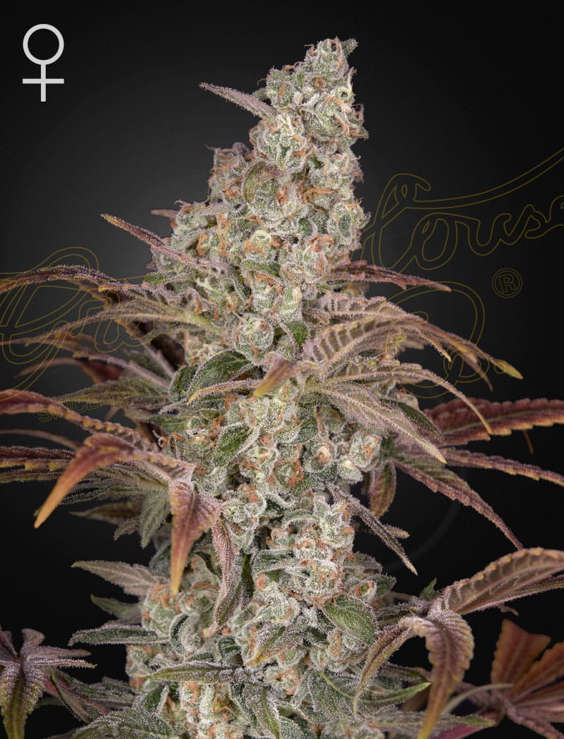 Jack’s Dream, 3Stk Feminisiert, Green House Seeds GHS-JAD-F-3-1