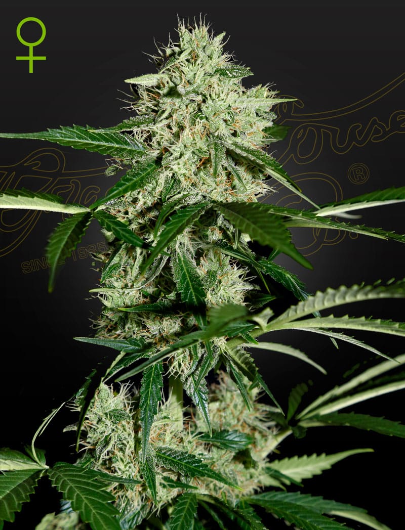 Nothern Lights, 3Stk Autoflowering, Green House Seeds GHS-NOL-A-3-1