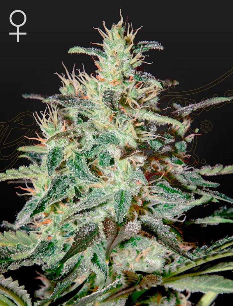 White Lemon, 3Stk Feminisiert, Green House Seeds GHS-WHL-F-3-1