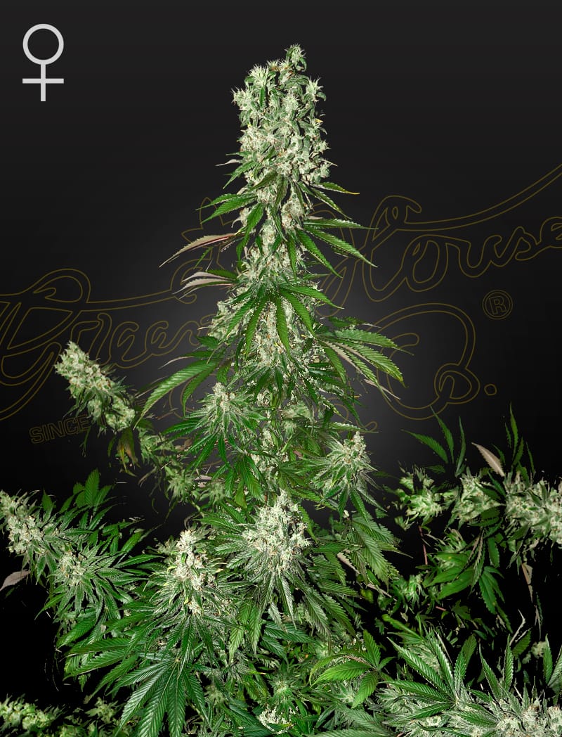 White Strawberry Skunk, 3Stk Feminisiert, Green House Seeds GHS-WHS-F-3-1