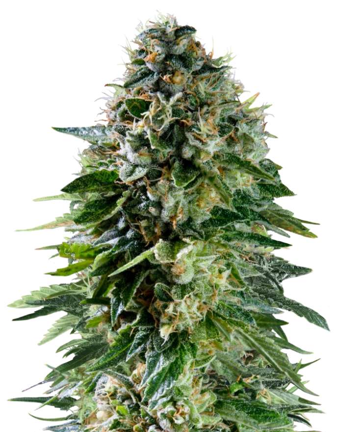 corkscrew-3stk-autoflowering-royal-queen-seeds__13048__01.webp