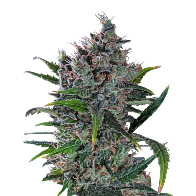 North Thunderfuck, 3Stk Feminisiert, Royal Queen Seeds RQS-NOT-F-3-1
