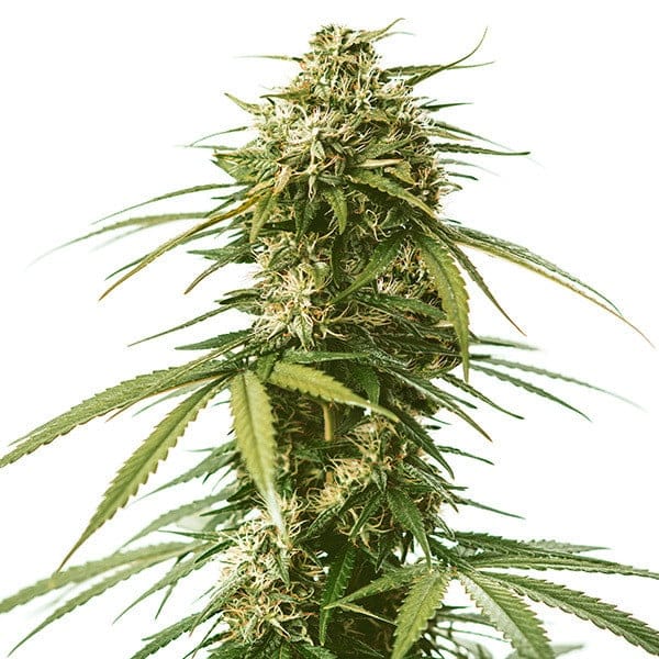 Gushers, 3Stk Feminisiert, Royal Queen Seeds RQS-GUS-F-3-1