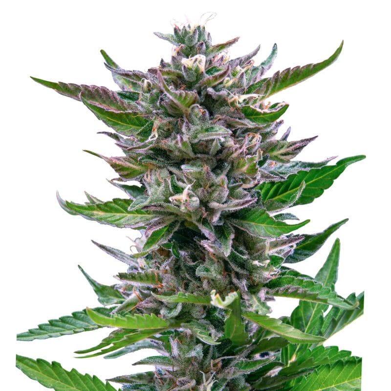 North Thunderfuck, 3Stk Autoflowering, Royal Queen Seeds RQS-NOT-A-3-1
