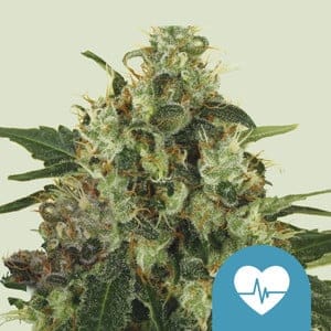 Medical Mass, 3Stk CBD, Royal Queen Seeds RQS-MEM-F-3-1