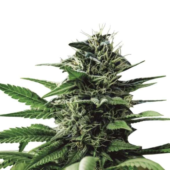 tatanka-pure-3stk-cbd-royal-queen-seeds__13057__01.webp