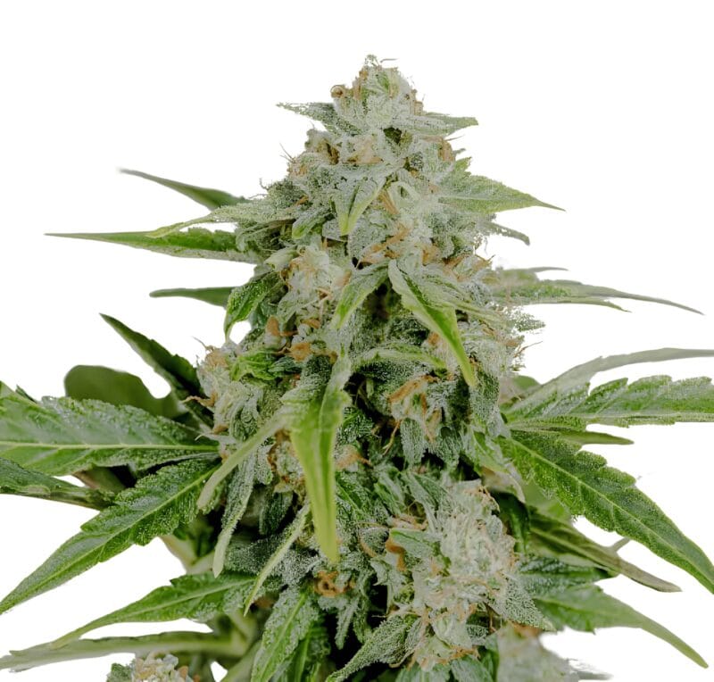AmnesiaCBDPure_3StkAuto_HumboldtSeeds-1