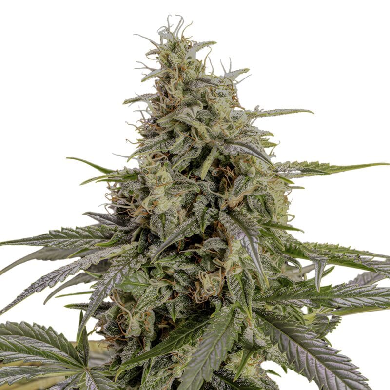 ChemBomb_3StkAuto_HumboldtSeeds-1