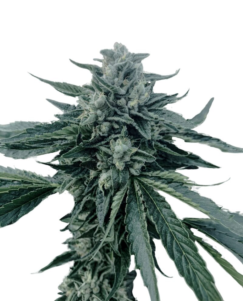 CinnamonBuddhaOG_3StkFeminisiert_HumboldtSeeds-1