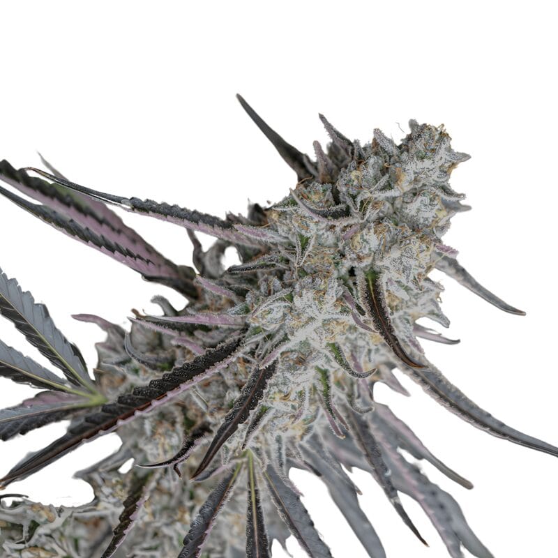 FloridaGaspack_3StkFeminisiert_HumboldtSeeds-1