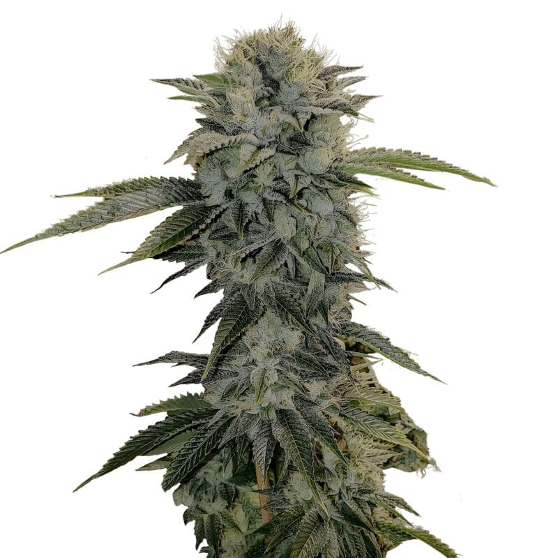 GeistOGFastFlowering_5StkFeminisiert_HumboldtSeeds-1