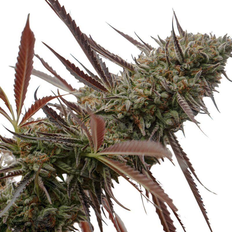 GhostofNYC_3StkFeminisiert_HumboldtSeeds-1