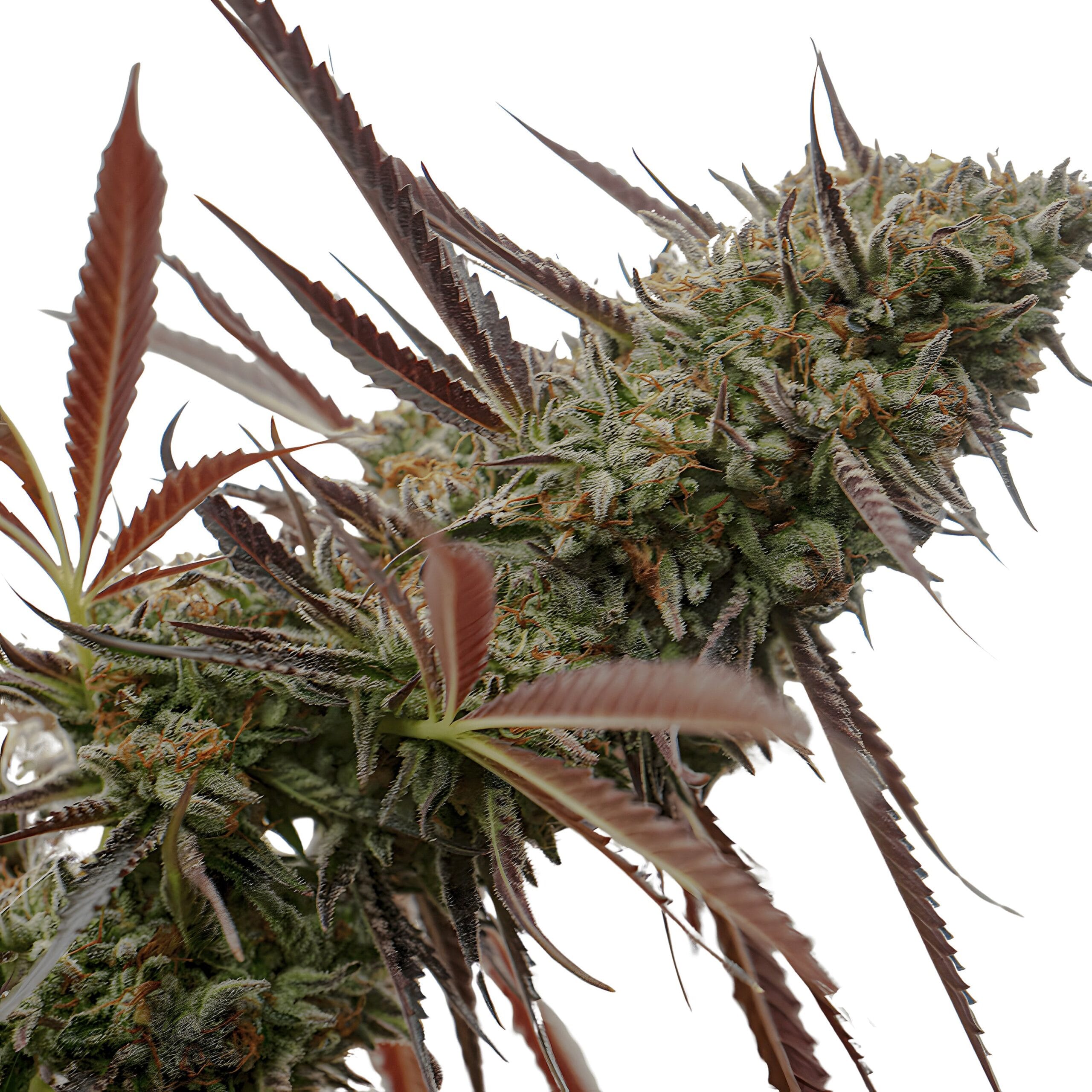 Ghost of NYC, 3Stk Feminisiert, Humboldt Seeds GhostofNYC_3StkFeminisiert_HumboldtSeeds-1