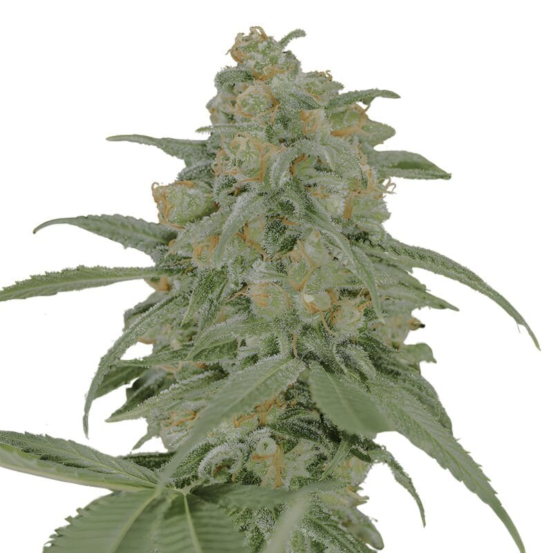 GreenCrack2_0_3StkFeminisiert_HumboldtSeeds-1