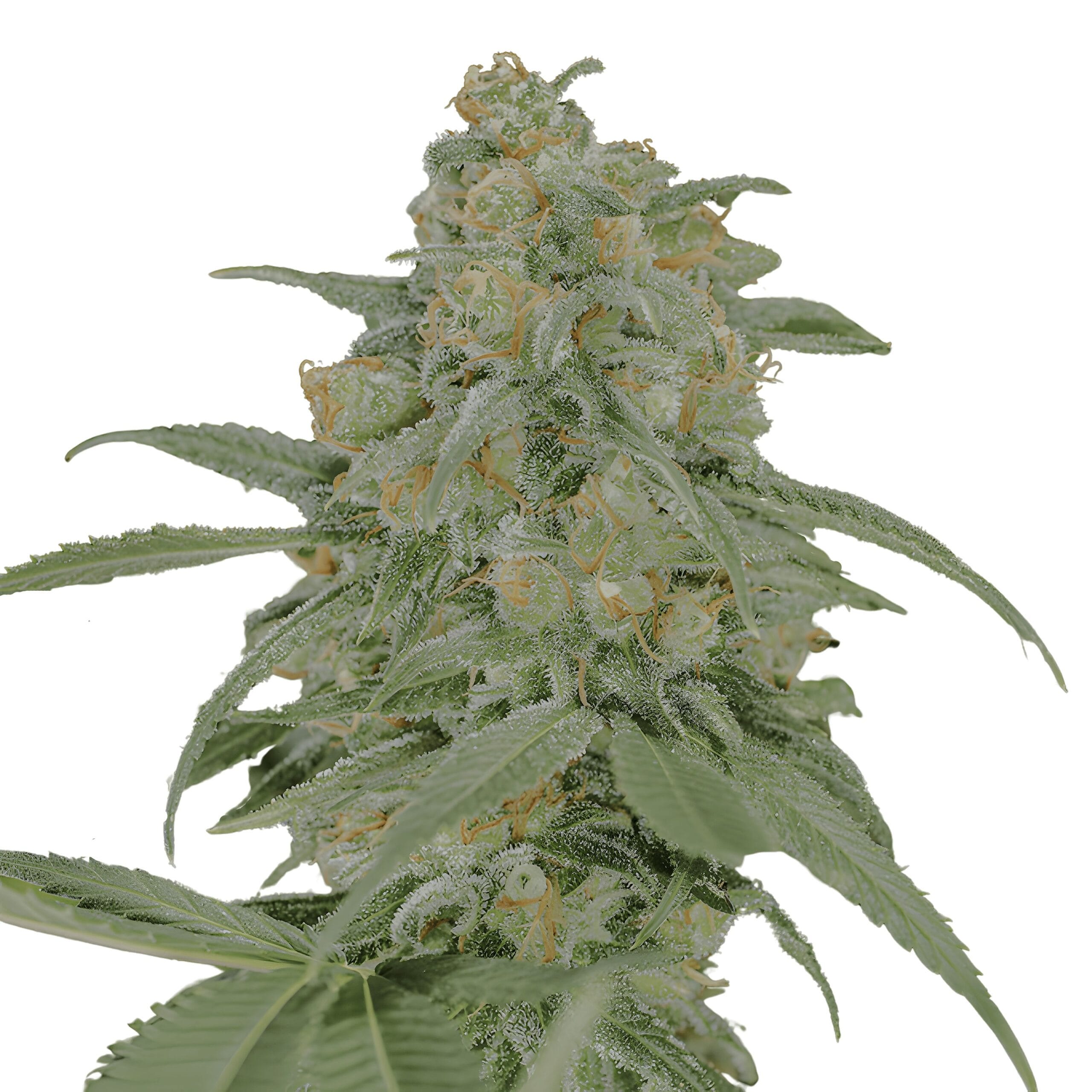Green Crack 2.0, 3Stk Feminisiert, Humboldt Seeds GreenCrack2_0_3StkFeminisiert_HumboldtSeeds-1