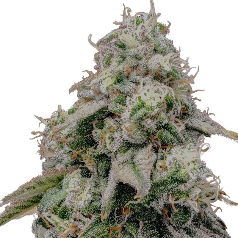 GushersFastFlowering_5StkFeminisiert_HumboldtSeeds-1