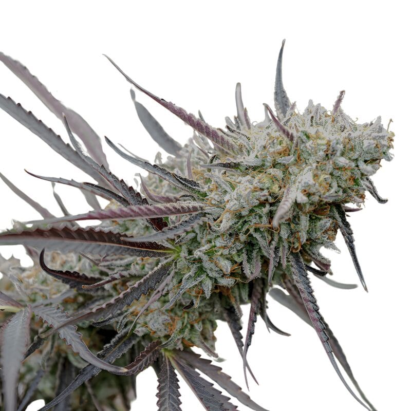IceCreamCakeFastFlowering_3StkFeminisiert_HumboldtSeeds-1