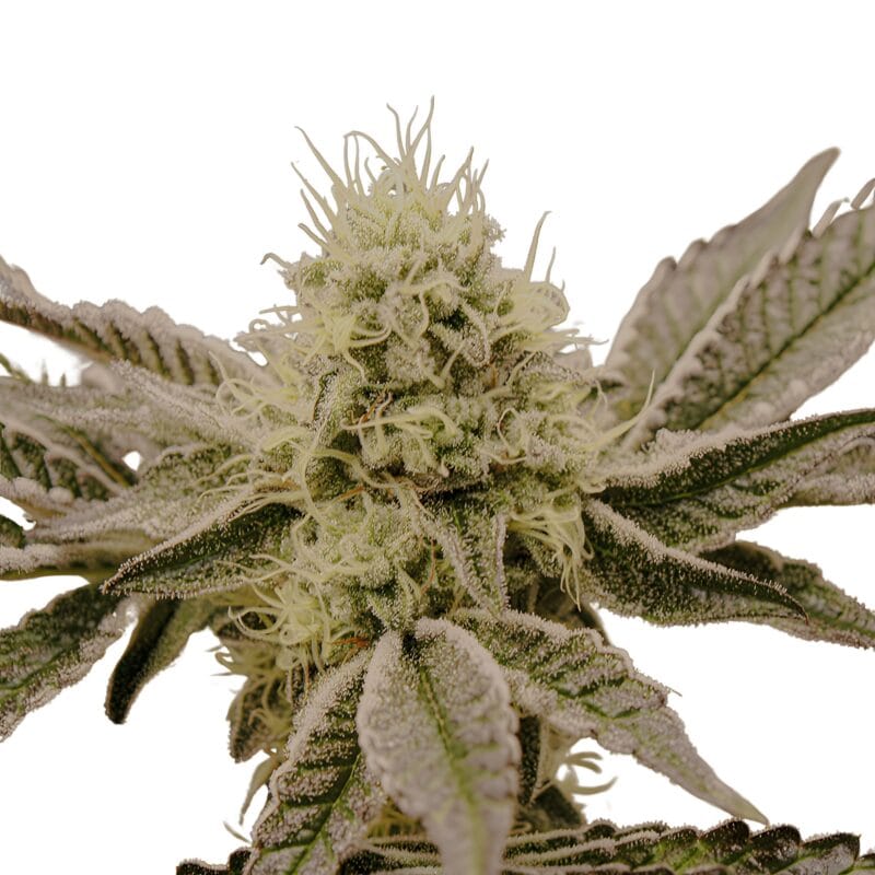 MouthWash_3StkFeminisiert_HumboldtSeeds-1