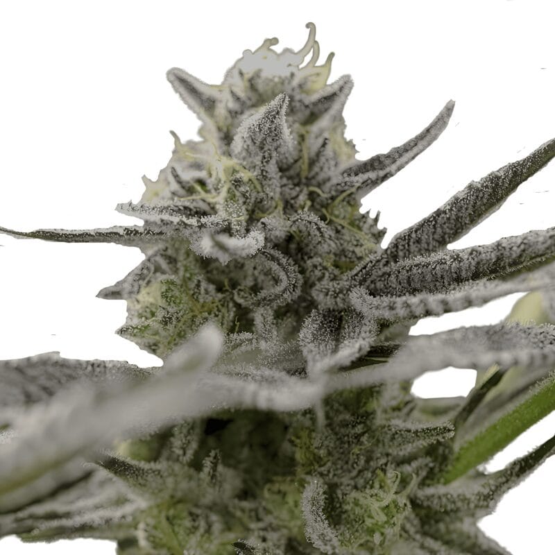 OGKZ_3StkAuto_HumboldtSeeds-1