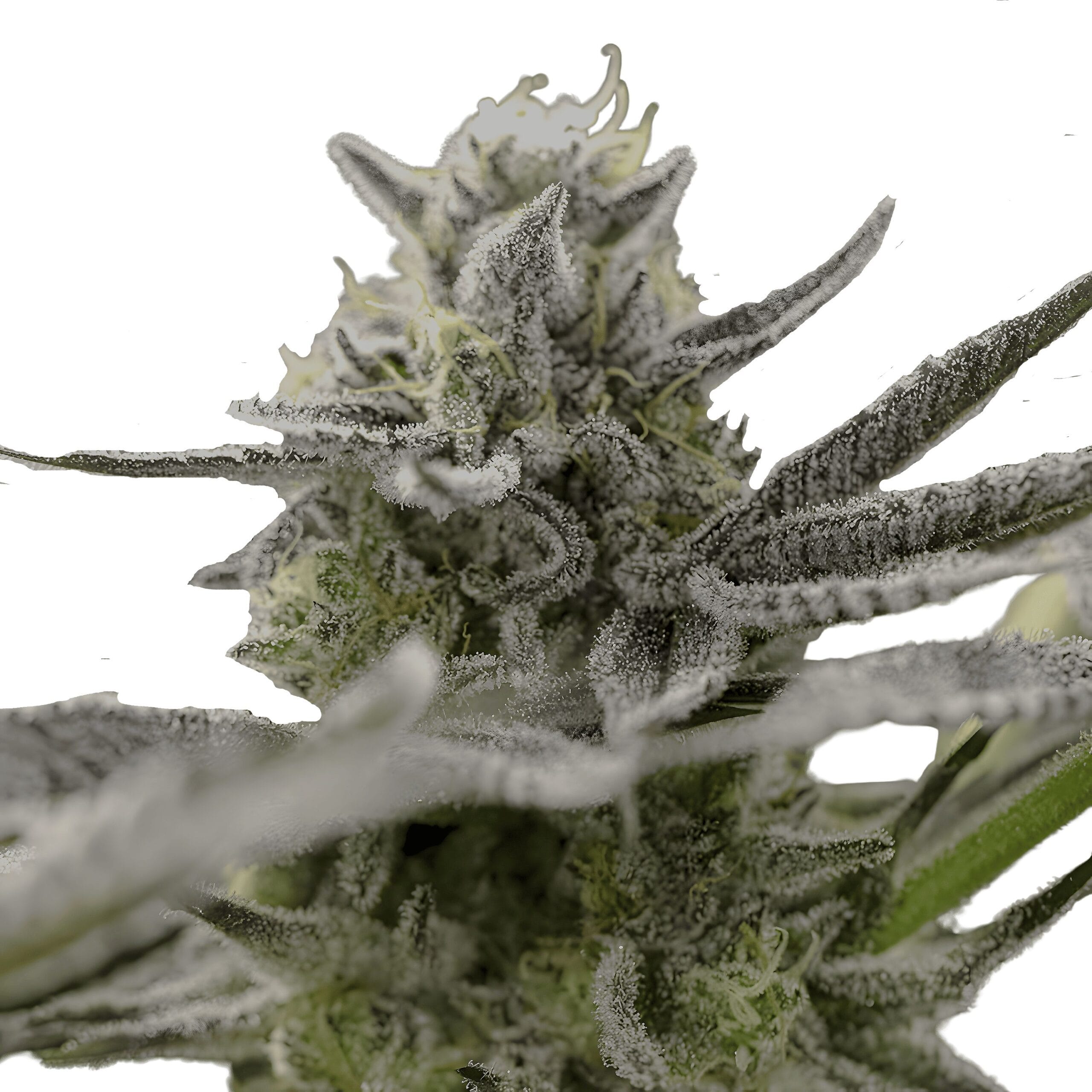 OGKZ, 3Stk Auto, Humboldt Seeds OGKZ_3StkAuto_HumboldtSeeds-1