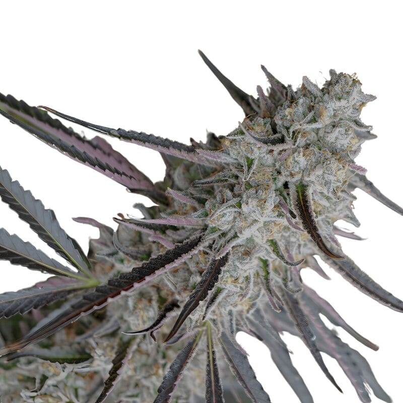 Peanut Butter Breath Fast Flowering, 3Stk fem., Humboldt Seeds PeanutButterBreathFastFlowering_3Stkfem_HumboldtSeeds-1