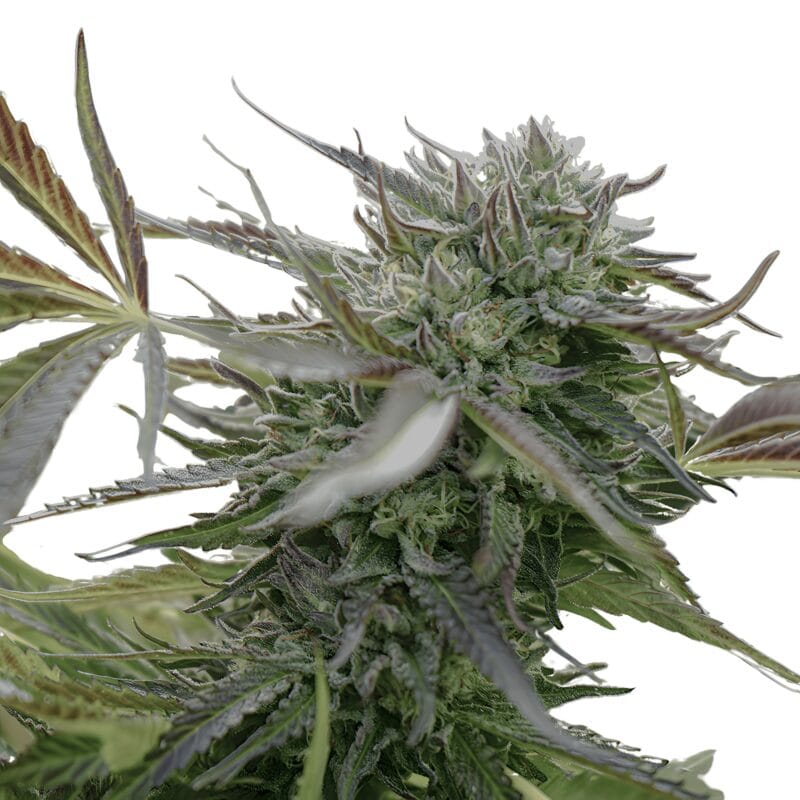 PineappleChem_3StkAuto_HumboldtSeeds-1