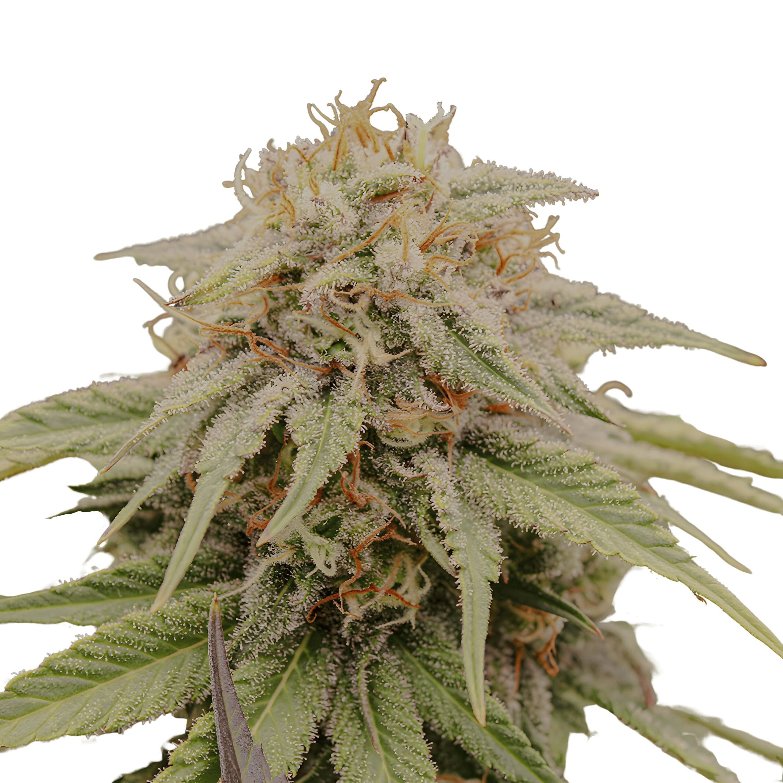 PriZmatic, 3Stk Feminisiert, Humboldt Seeds PriZmatic_3StkFeminisiert_HumboldtSeeds-1