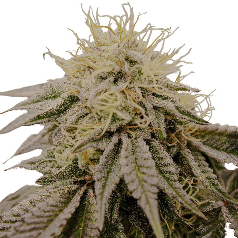 SundogZ_3StkFeminisiert_HumboldtSeeds-1