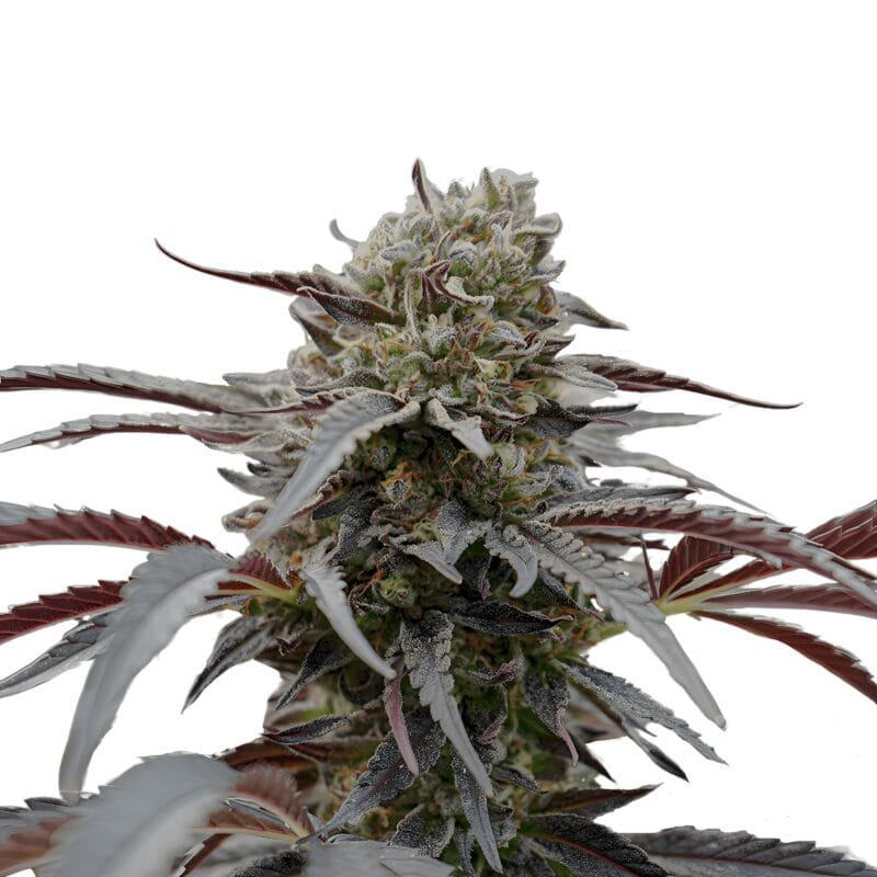 White Runtz Fast Flowering, 3Stk Feminisiert, Humboldt Seeds WhiteRuntzFastFlowering_3StkFeminisiert_HumboldtSeeds-1