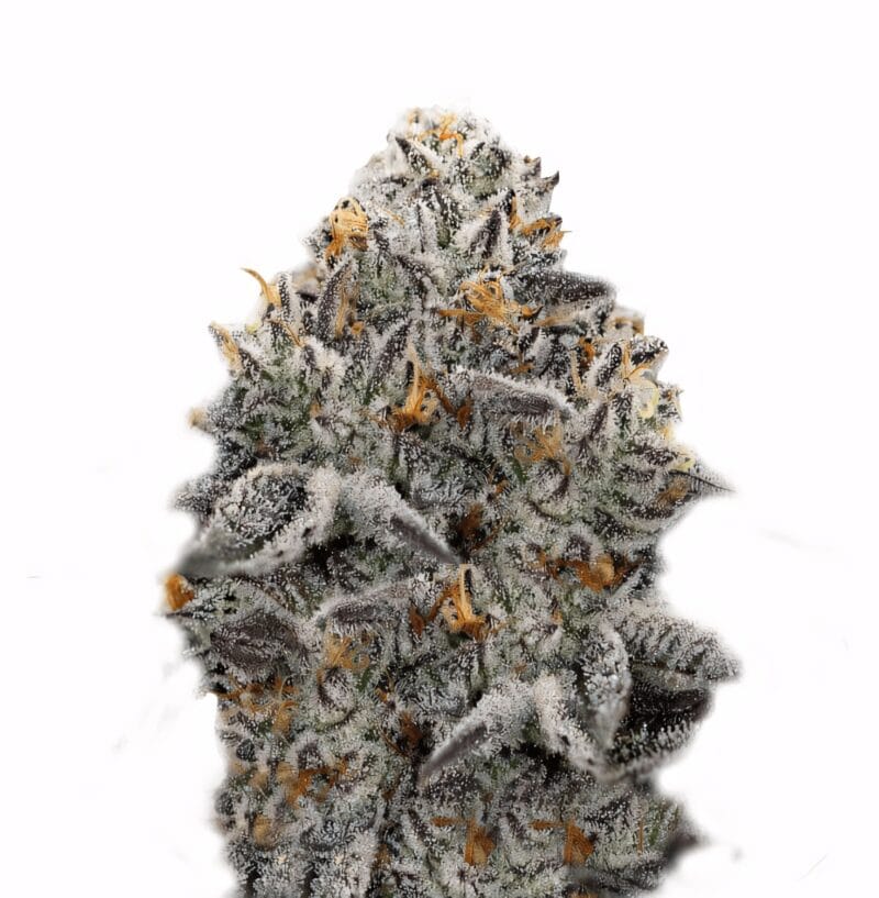 Oreoz_3StkFeminisiert_SuperStrains-1