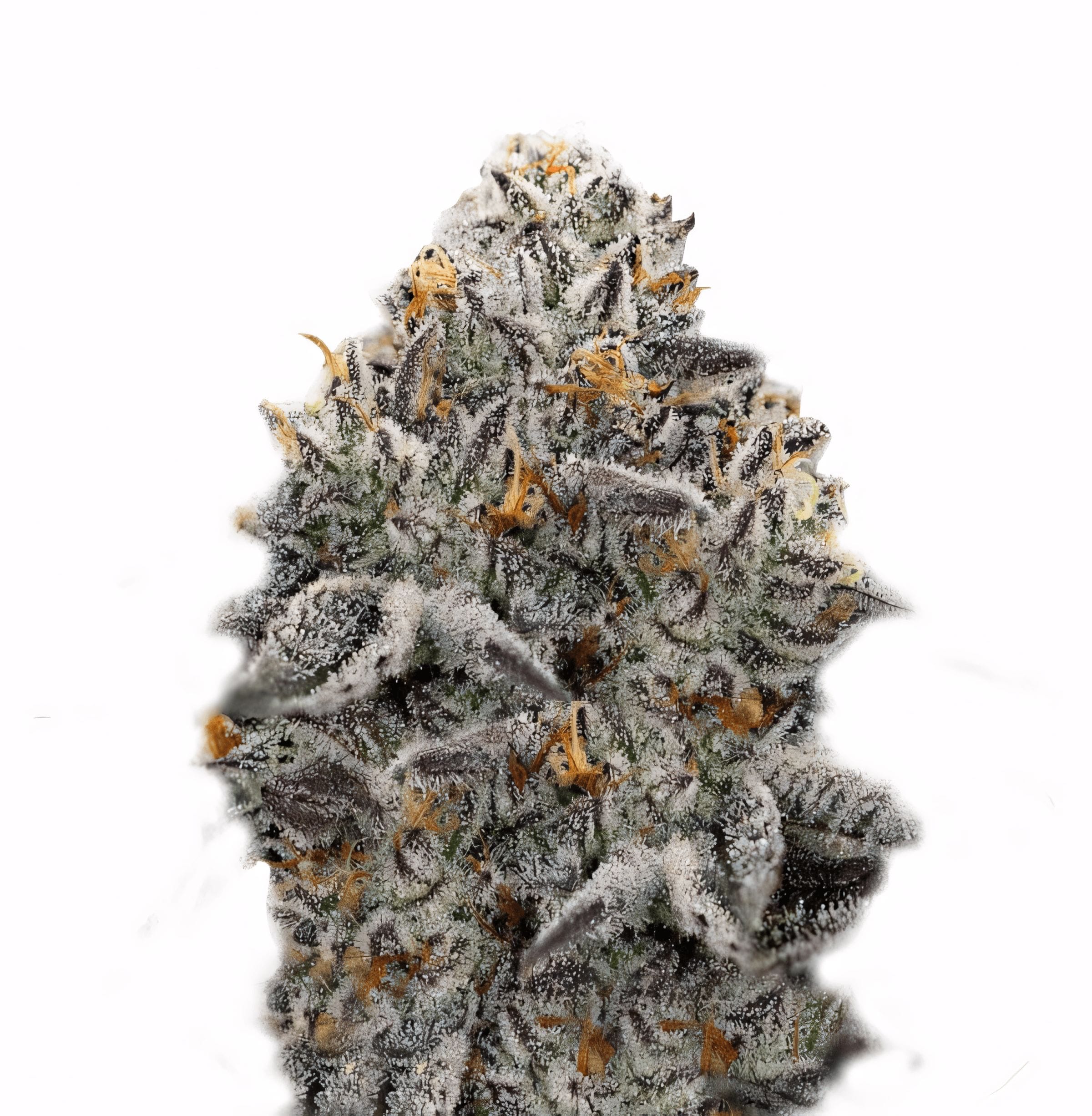 Oreoz, 3Stk Feminisiert, SuperStrains Oreoz_3StkFeminisiert_SuperStrains-1
