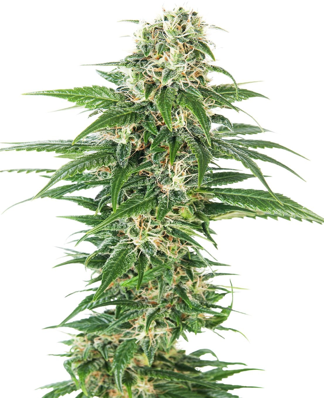 Early Skunk® Auto, 3Stk, Sensi Seeds SEN-EAS-A-3-1