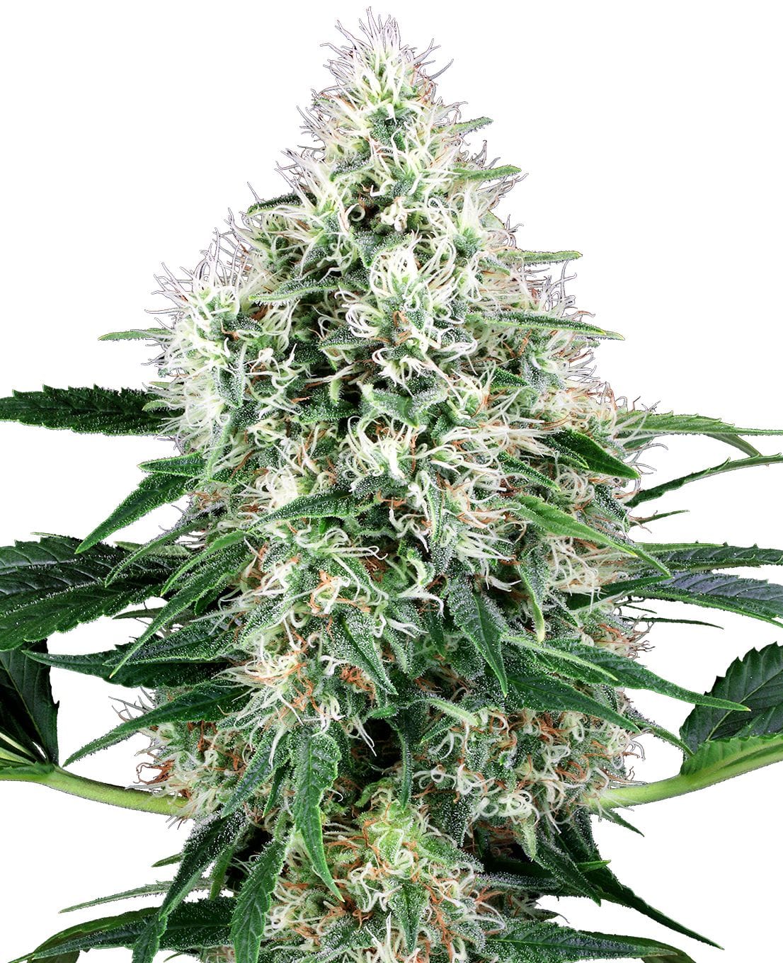 Pure Power Plant Auto, 3Stk, Sensi Seeds (White Label) SEN-PPP-A-3-1