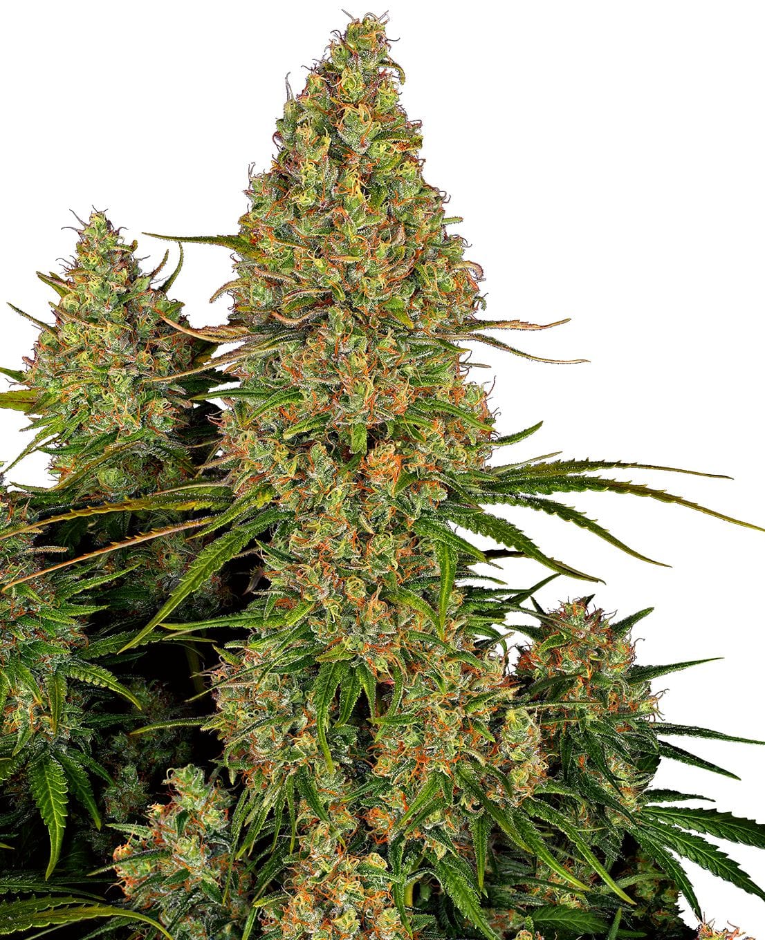 Sticky Orange XXL Auto, 3Stk, Sensi Seeds SEN-SOX-A-3-1