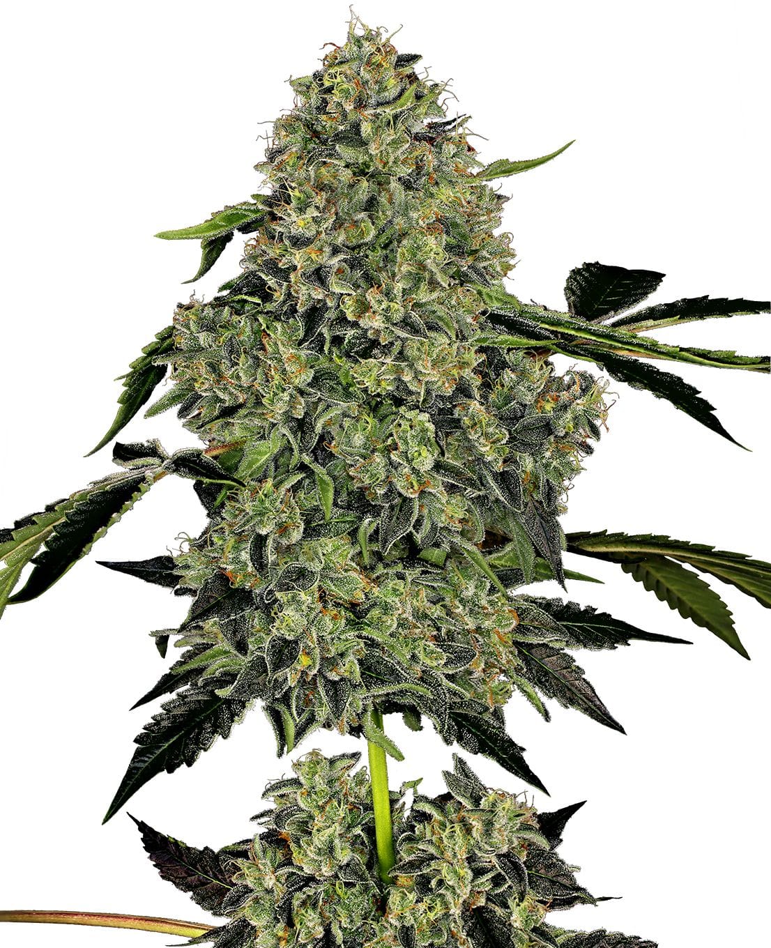 O.G. Kush Auto, 3Stk, Sensi Seeds (White Label) SEN-O.K-A-3-1