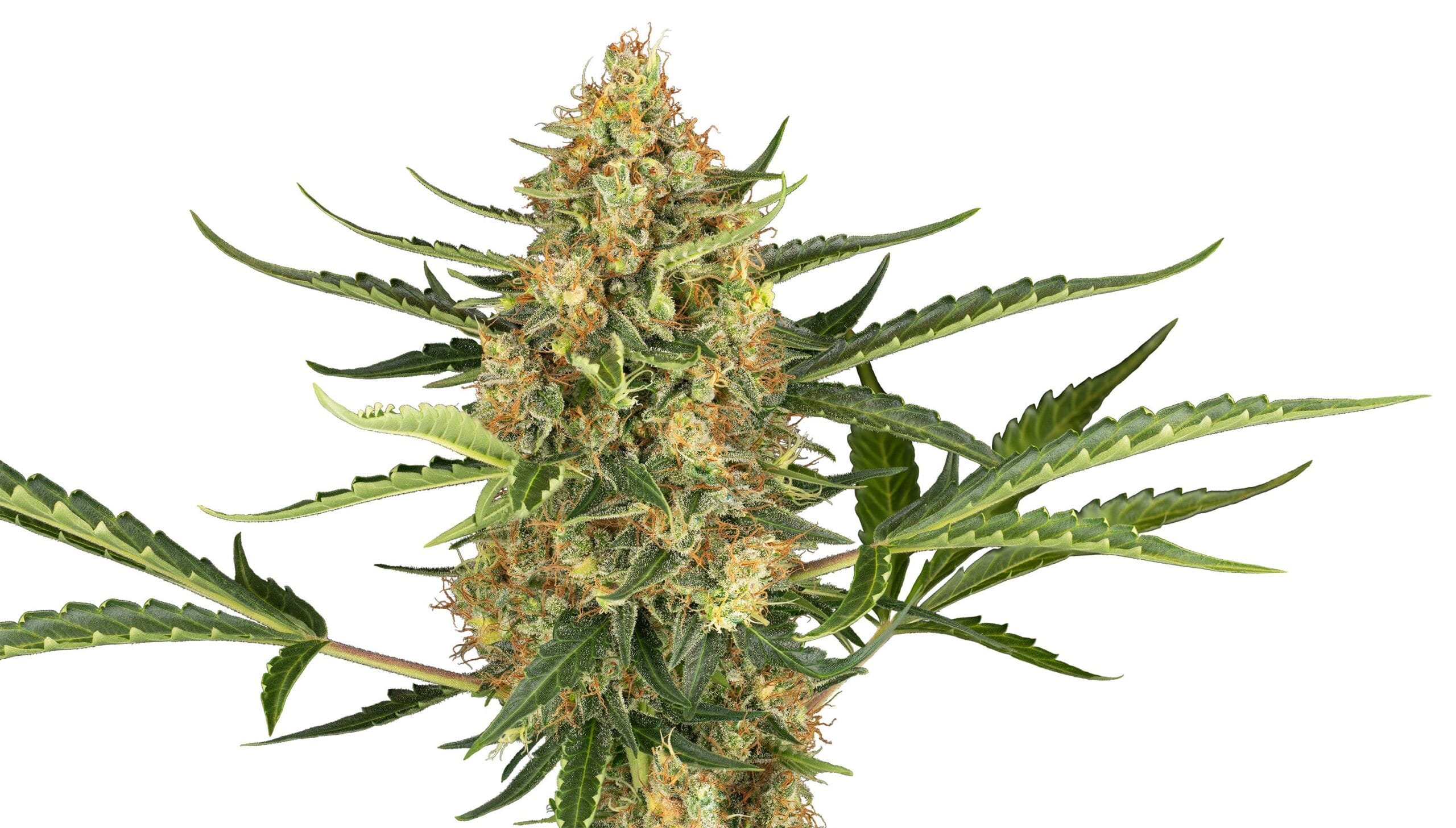 Blueberry Bubblegum Auto, 3Stk, Sensi Seeds SEN-BLB-A-3-1