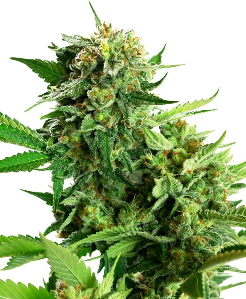 Blackberry Cake, 3Stk, Sensi Seeds SEN-BLC-F-3-1
