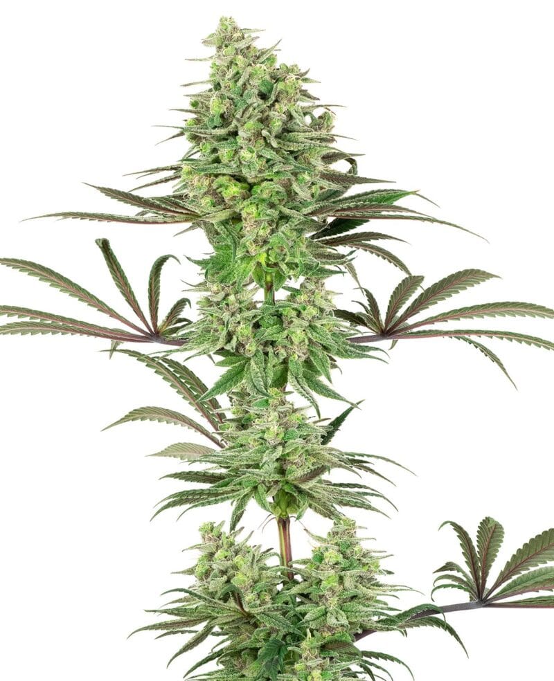 Double Banana Kush, 3Stk, Sensi Seeds (White Label) SEN-DBK-F-3-1